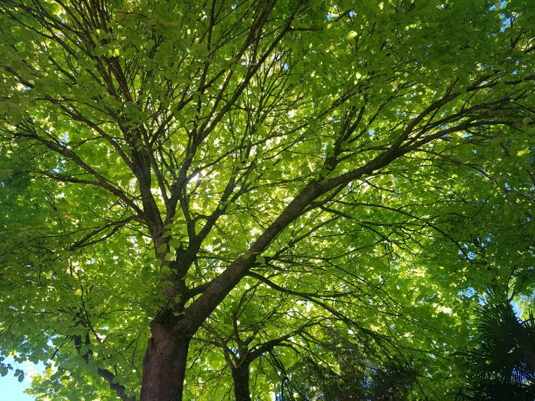 Arbre