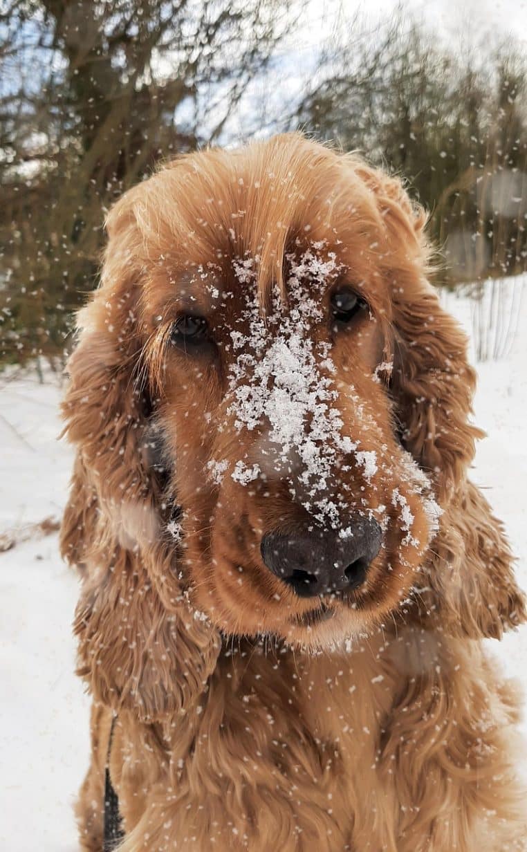 Chien de type cocker allongé dans la neige, partiellement enveloppé dans une couverture, montrant comment le pelage et l’isolement naturel protègent du froid.
