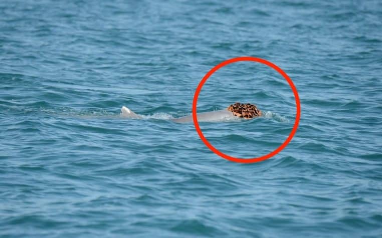 Dauphin porte éponge comme chapeau