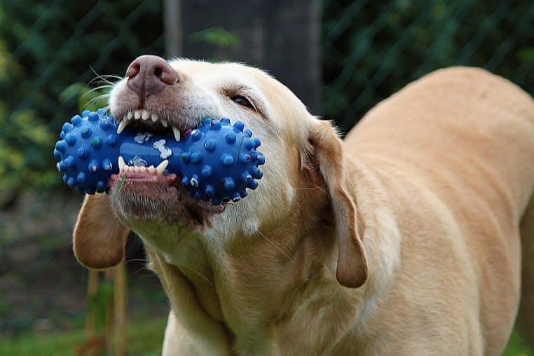 Gros plan sur un chien tenant fermement un jouet à mâcher vert entre ses dents, prêt à poursuivre sa séance de jeu