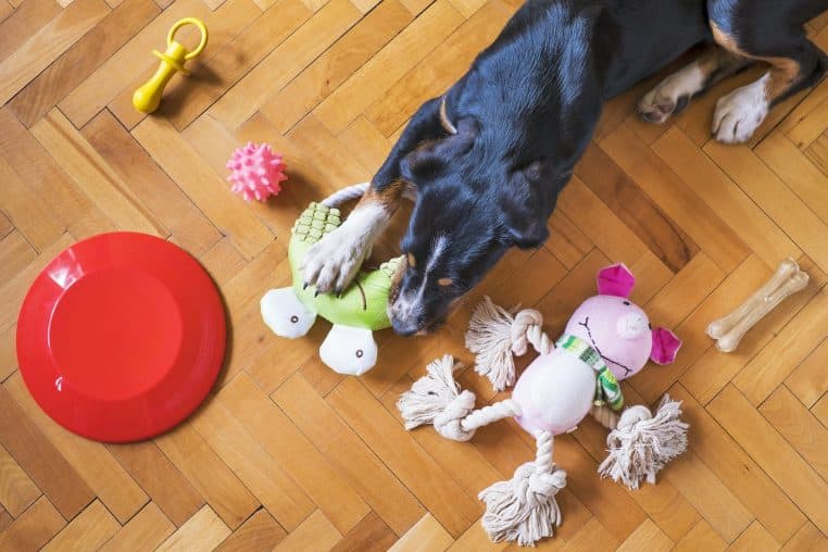 Chien couché sur le sol entouré de plusieurs jouets colorés, en train de mâchouiller un jeu en corde dans un salon lumineux