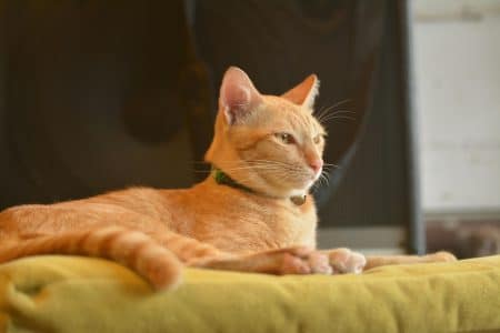 Condamnée à cause de son chat ?