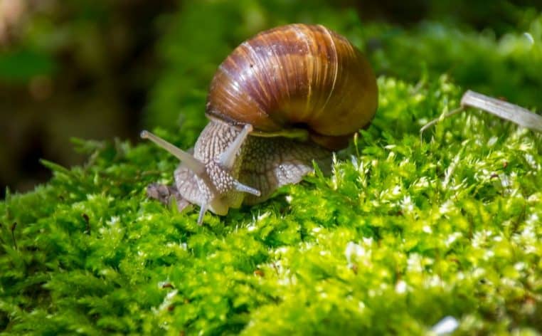 escargots taxe foncière actu