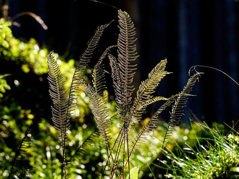 Sous-bois de fougères éclairé par des rayons lumineux filtrant à travers la canopée, créant une ambiance de forêt humide propice au développement de plantes comme Blechnum orientale.