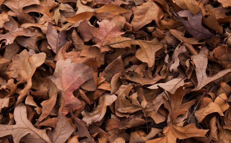 feuilles mortes voisinage loi actu