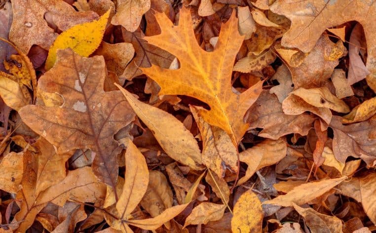 feuilles mortes voisinage loi actu