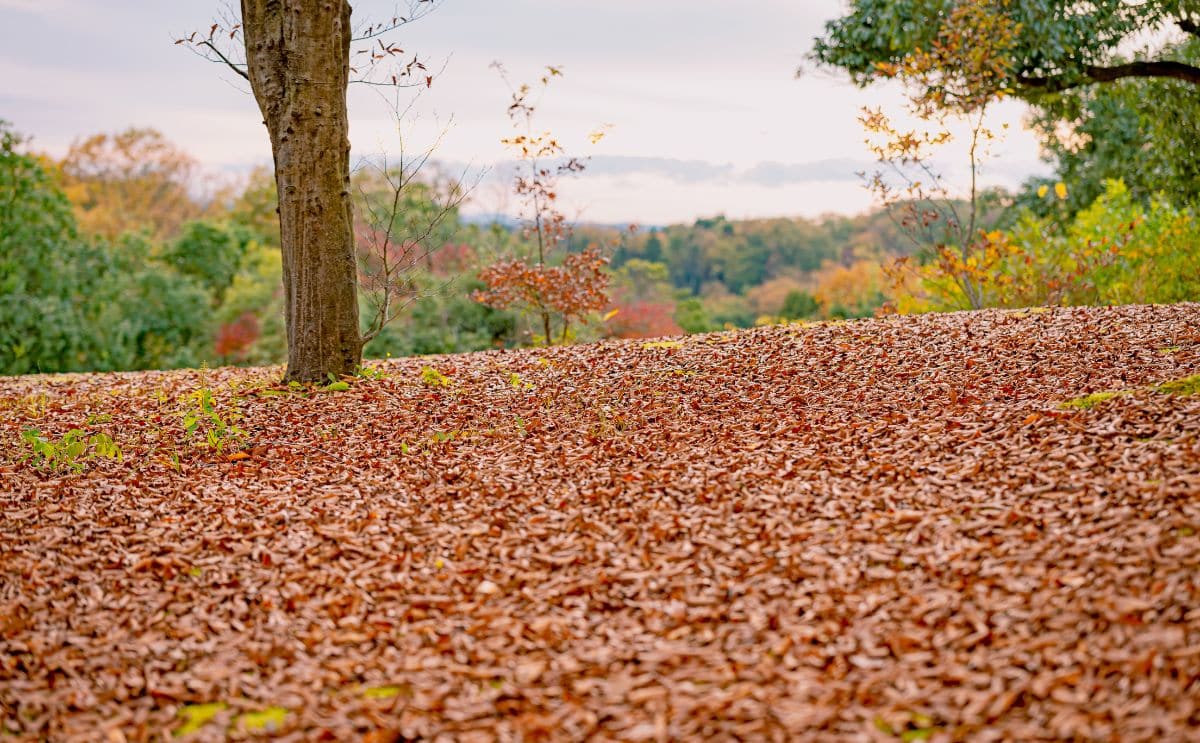 feuilles mortes voisinage loi actu