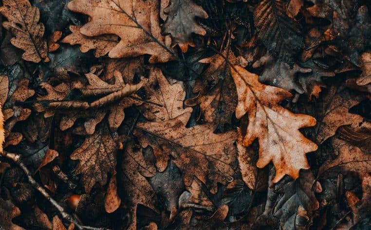 feuilles mortes voisinage loi actu