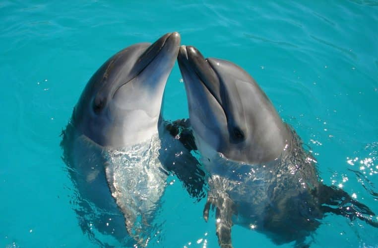Dauphins