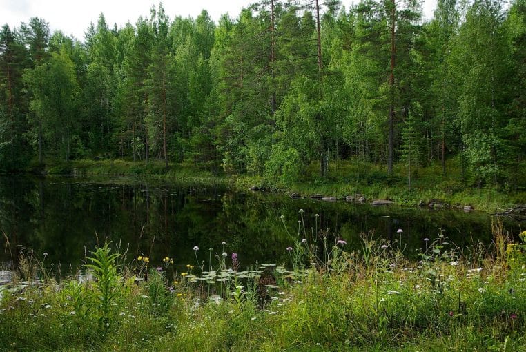 Paysage de lac finlandais entouré de forêt dense au crépuscule, eau immobile reflétant les arbres, atmosphère calme propice à la détente mentale.