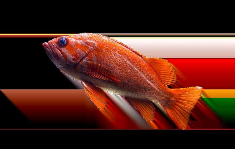 Poisson rouge orange nageant dans un aquarium en verre, éclairé par une lumière douce, avec quelques plantes floues en arrière-plan.
