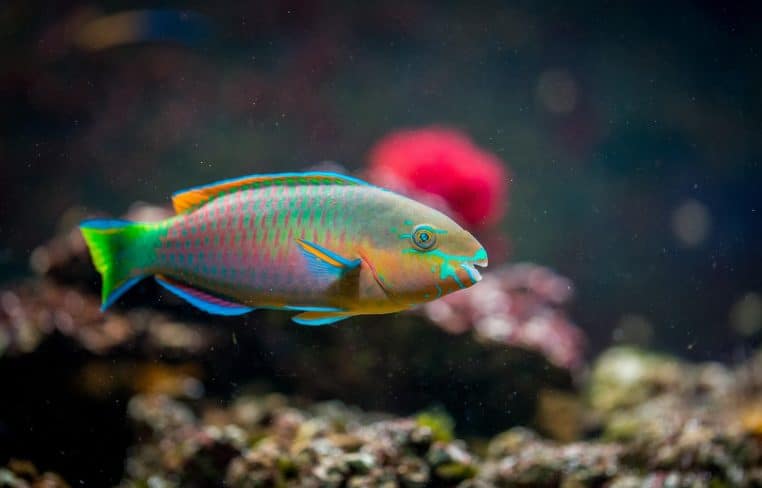 Poisson d’aquarium photographié de profil devant des plantes aquatiques vertes, dans une eau légèrement bleutée.