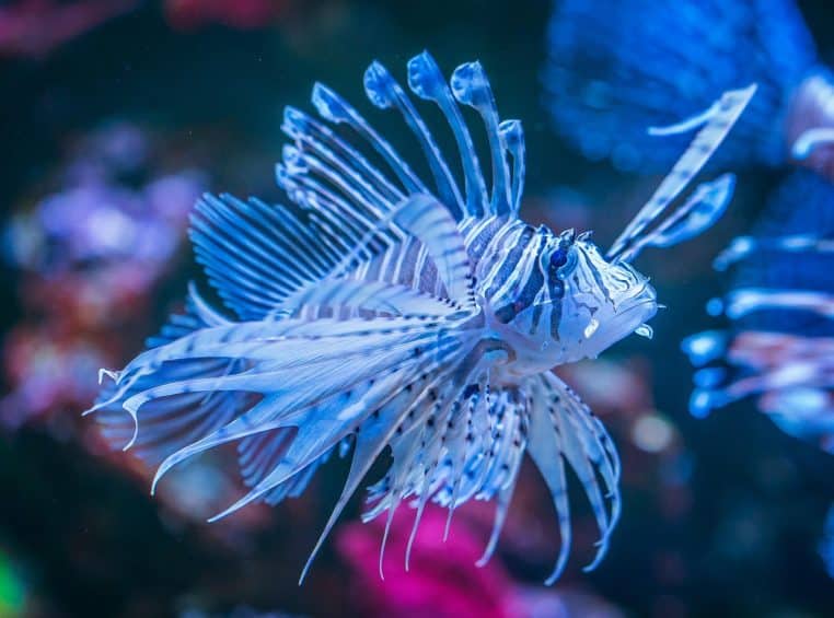 Poisson tropical coloré nageant devant des plantes vertes dans un aquarium éclairé, avec bulles d’air visibles dans une eau limpide.