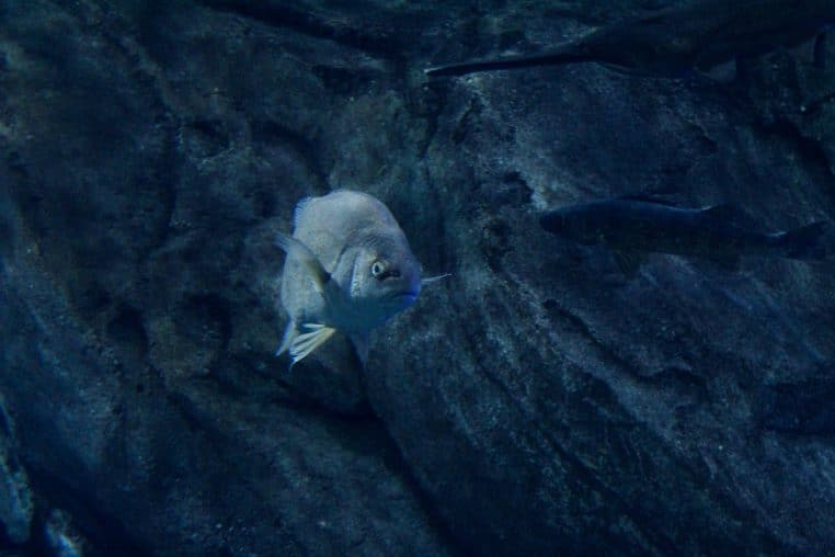 Gros plan sur un poisson gris nageant dans une eau sombre, rappelant les poissons qui finissent en filets surgelés.