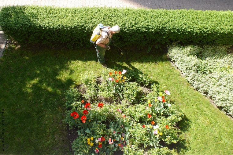 Employé des espaces verts vu de haut, entre pelouse et massif de tulipes, en plein entretien d’un jardin résidentiel. »