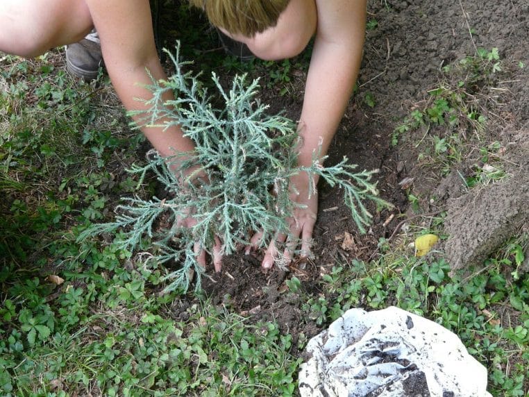 Travailleur penché sur un arbre dans un jardin boisé, en train de creuser ou planter près d’un grand tronc.