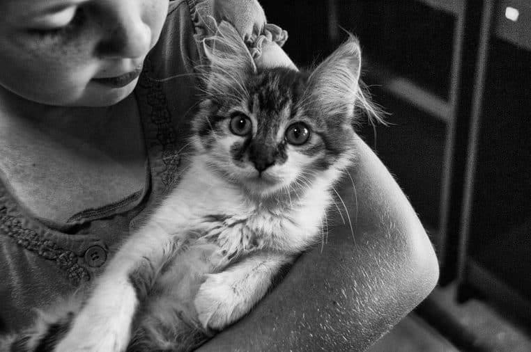 Jeune fille tenant un chat contre elle dans une ambiance intérieure, illustrant une relation de confiance entre enfant et animal domestique.