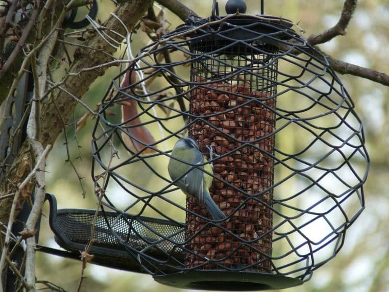 Mésange bleue perchée sur une grande mangeoire à cacahuètes entourée de branches, profitant d’un jardin généreusement équipé pour l’accueil des oiseaux.