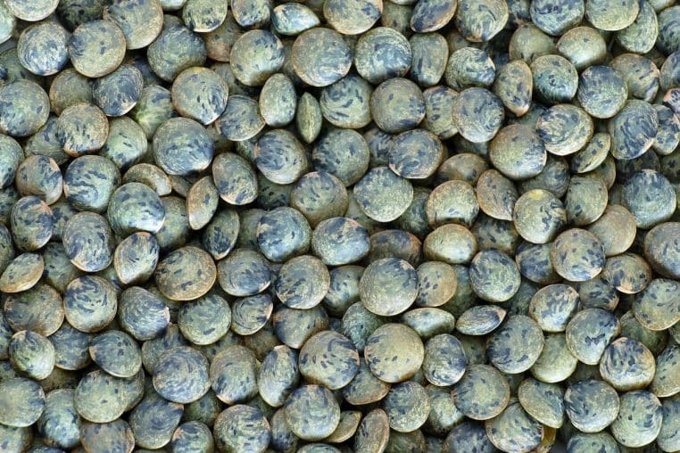 Lentilles vertes du Puy sèches en gros plan dans un récipient, mettant en avant la texture et la couleur des légumineuses produites en France.