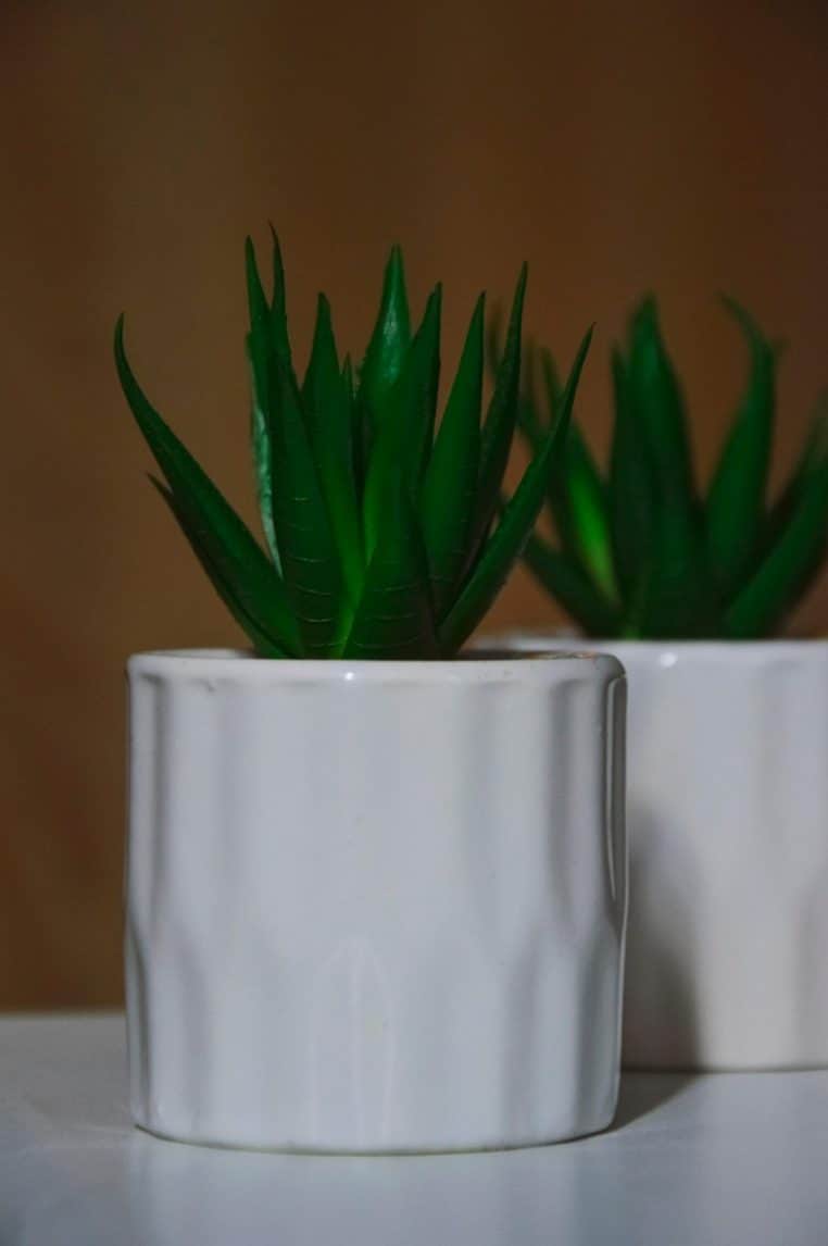 Groupe de plantes vertes en pots alignées sur un meuble dans un salon moderne, illustrant la tendance jungle urbaine en 2025.