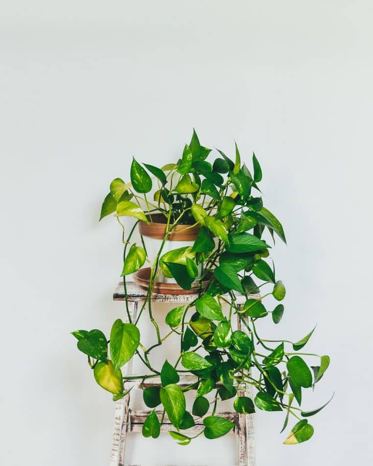 Plante grimpante en pot posée près d’une fenêtre, aux feuilles vertes brillantes, illustrant une alternative décorative au ficus de salon.