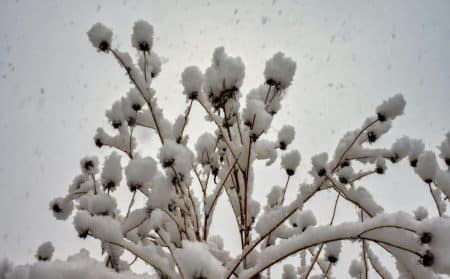 jardinier plante neige