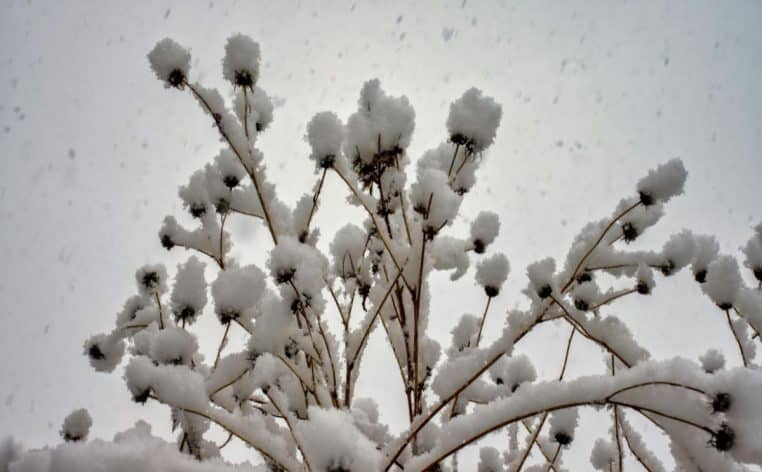 jardinier plante neige