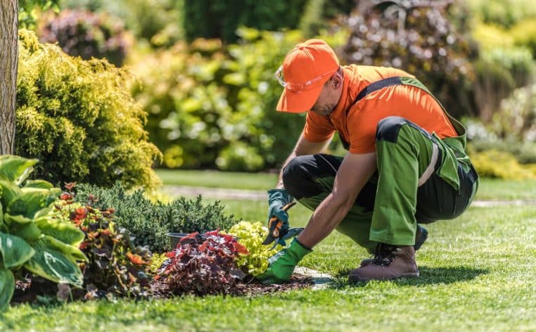 jardinier plante neige
