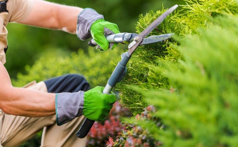 jardinier plante neige