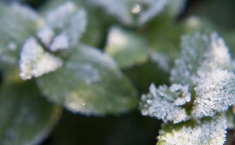 jardinier plante neige