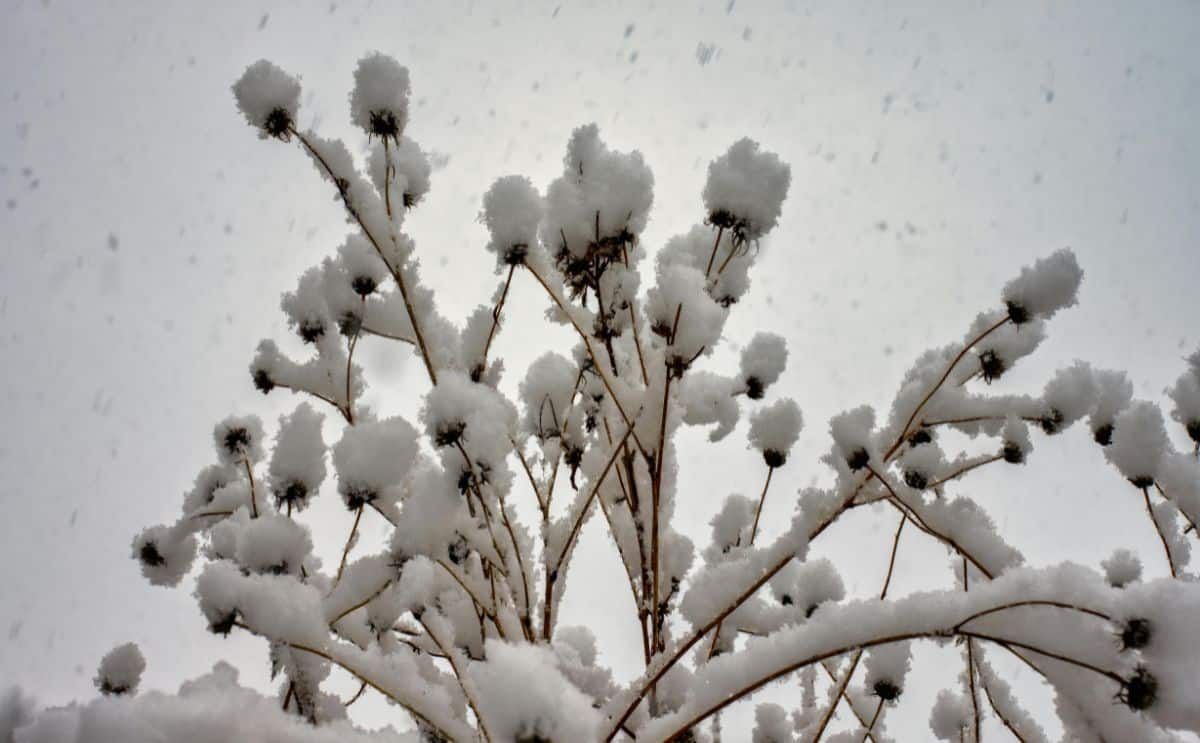 jardinier plante neige