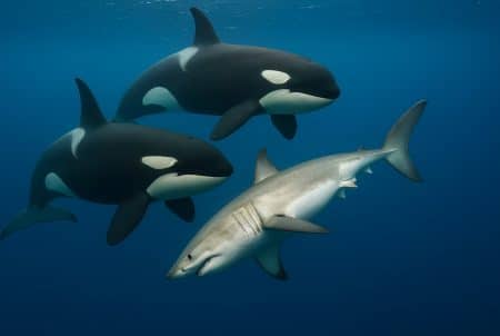 Trois orques encadrent un jeune grand requin blanc en pleine eau, lumière bleutée, silhouettes nettes et nageoires bien visibles.