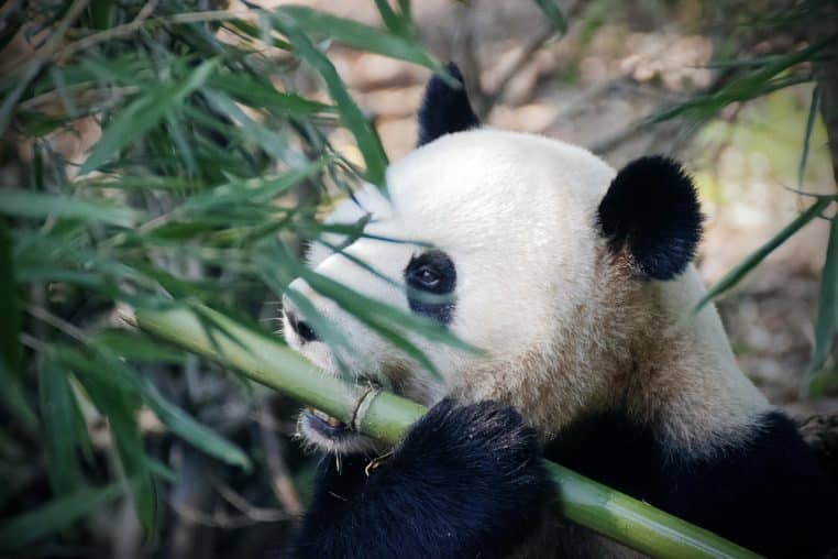 Gros plan sur un panda géant qui mord dans une tige de bambou au milieu d’une végétation dense et verdoyante.