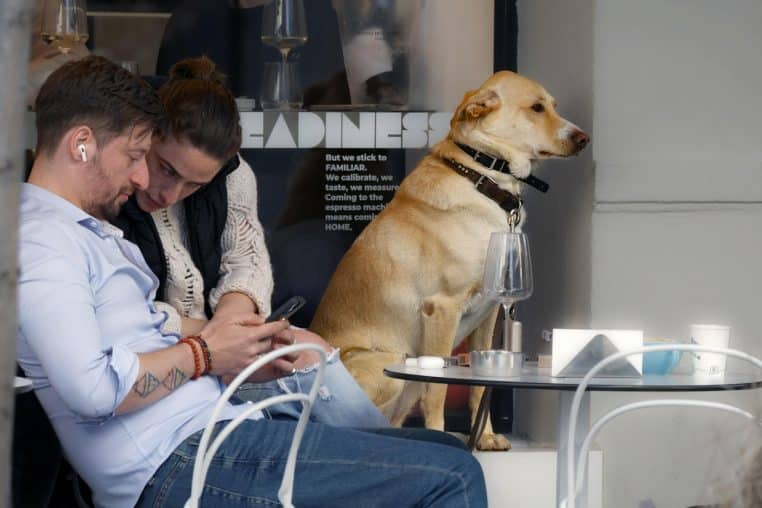 Chien assis au pied d’une table en terrasse où deux personnes dînent, regardant vers les verres et les assiettes posés devant elles
