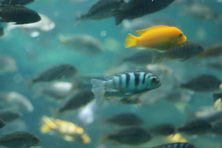 Petit banc de poissons jaunes nageant ensemble dans un aquarium, avec bulles et décor de pierres en arrière-plan.