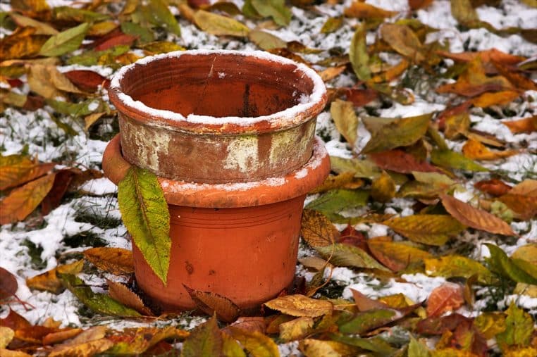 Arbuste persistant couvert de neige épaisse dans un jardin, gros plan sur le feuillage poudré annonçant les premières gelées.