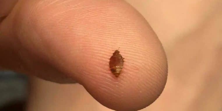 Punaises de lit à la Cinémathèque de Paris