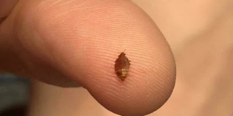 Punaises de lit à la Cinémathèque de Paris