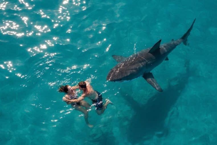 Couple attaqué par un requin