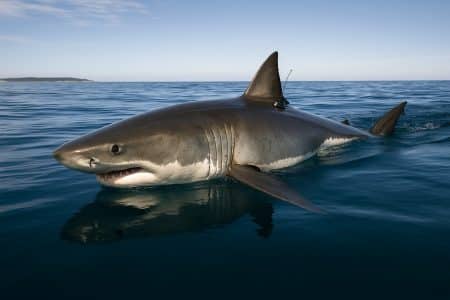 Grand requin blanc marqué nageant près de la surface dans une mer calme, corps massif vu de profil avec l’aileron hors de l’eau sous un ciel dégagé.