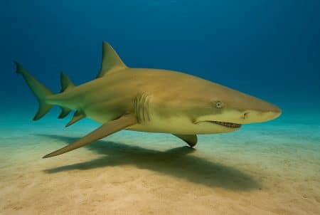 Requin-citron nageant au ras d’un fond sableux, corps jaune-olive et nageoires dorsales hautes, baigné d’une lumière bleutée tropicale.