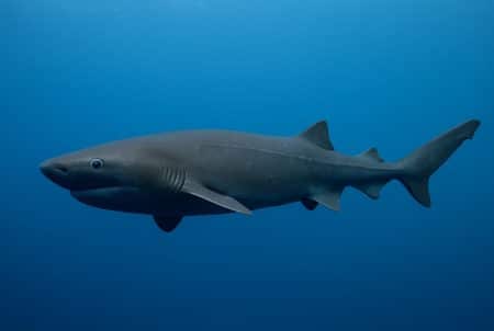 Requin-griset à six branchies nageant en pleine eau bleue, vu de profil, éclairé par une lumière douce dans l’océan profond.