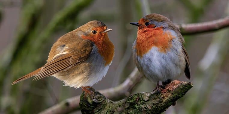 rouge gorge tue en plein hiver