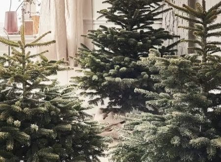 sapin de noel ver gache fête