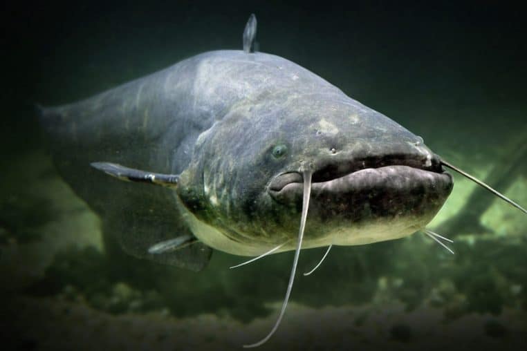 sillure enorme plus gros poisson espeveeee