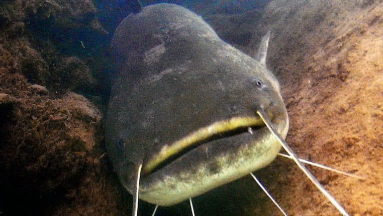 sillure enorme plus gros poisson espeveeee