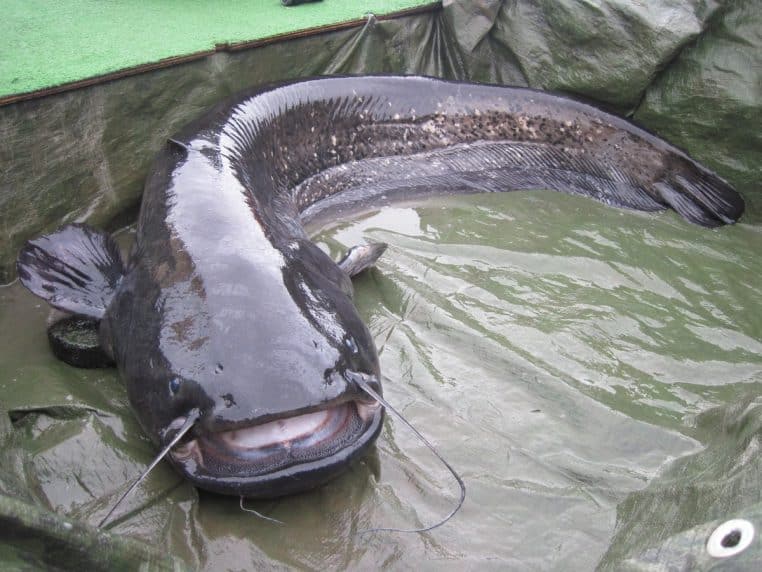 sillure enorme plus gros poisson espeveeee