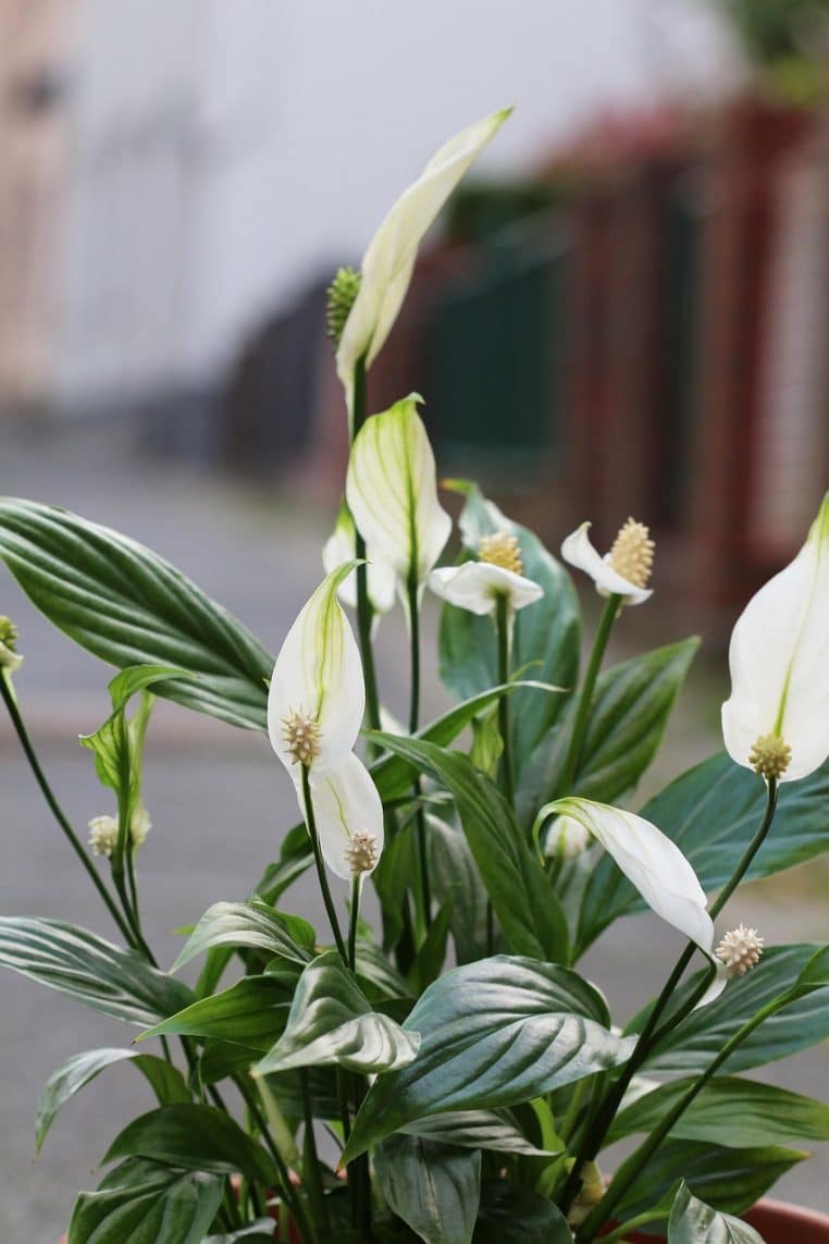 Pot de spathiphyllum aux fleurs blanches dans une pièce éclairée, symbole d’une plante d’intérieur décorative appréciée pour son feuillage.