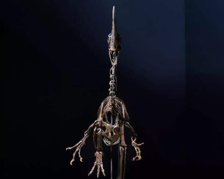 Spike dinosaure front