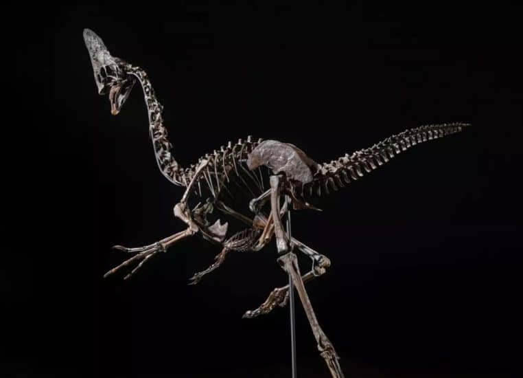 Spike dinosaure